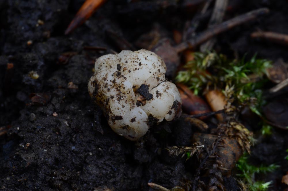 Hydnobolites-cerebriformis-