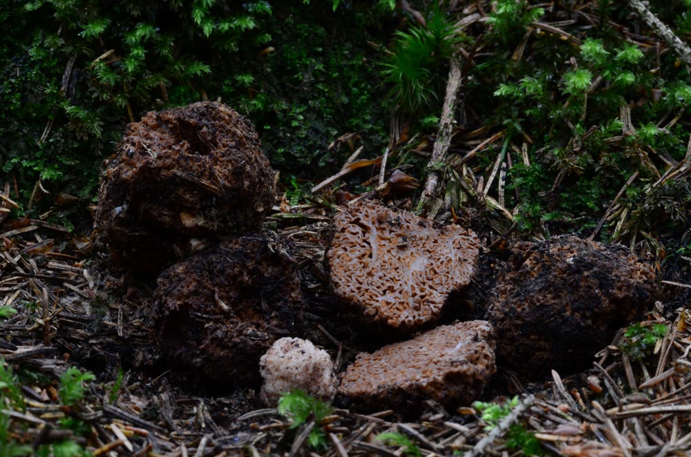 Gautiera graveolens