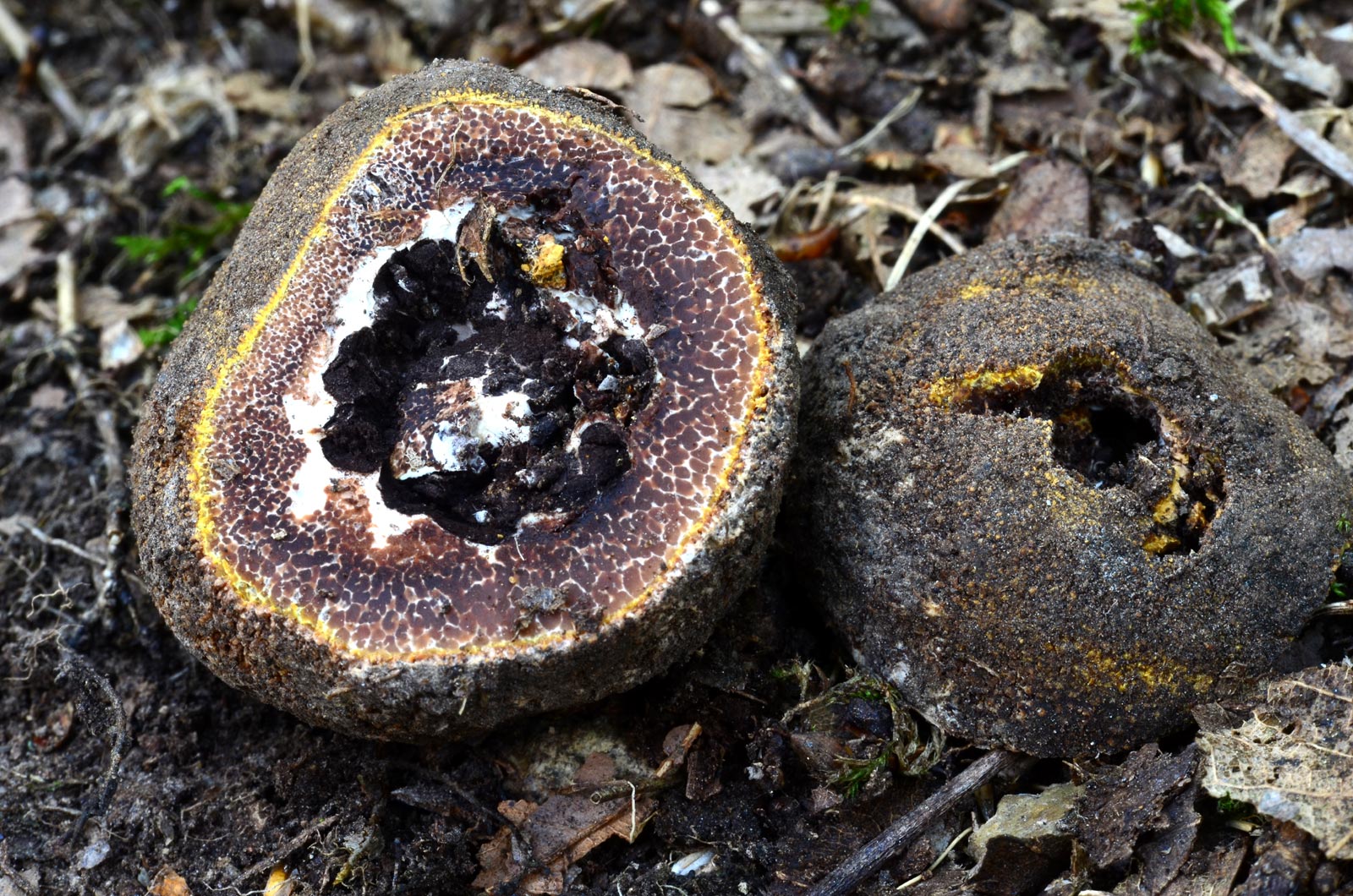 Elaphomyces-muricatus-4