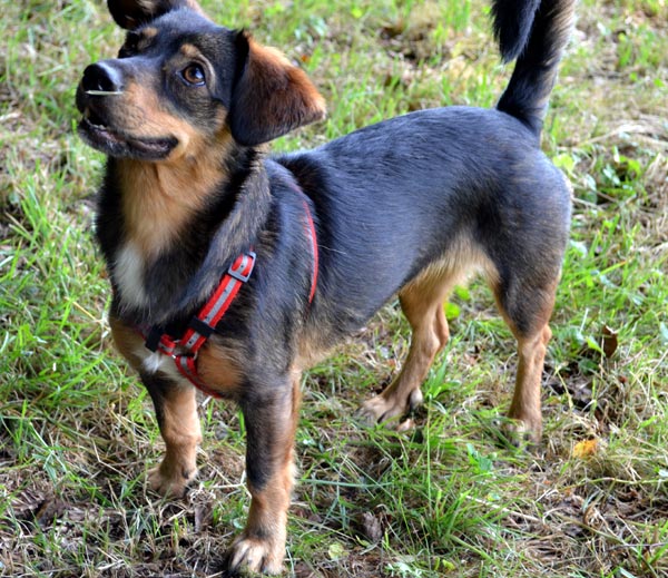 Jeder Hund kann die Trüffelsuche lernen