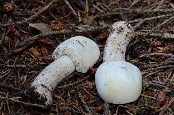 Anischampignon Anischampignon