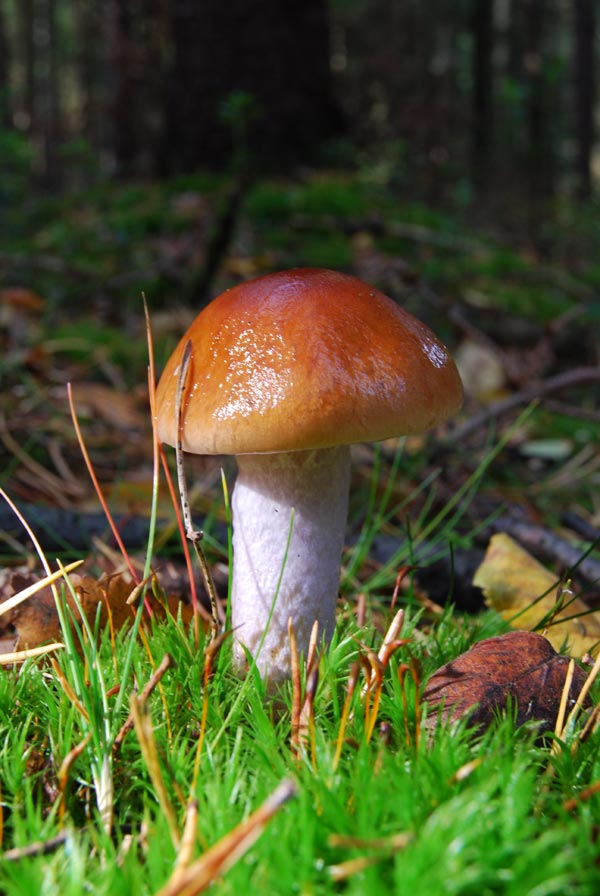 Blaustiel-Schleimfuss Blaustiel-Schleimfuss