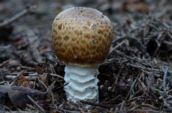 Riesenchampignon Riesenchampignon
