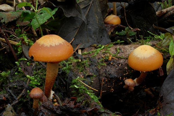 Stockschwaemmchen Stockschwaemmchen