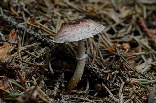 Weinroetlicher-Zwergchampignon Weinroetlicher-Zwergchampignon