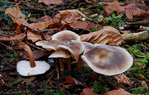 Butterruebling Butterruebling