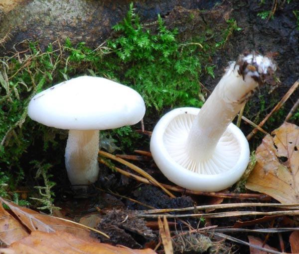 Elfenbeinschneckling Elfenbeinschneckling