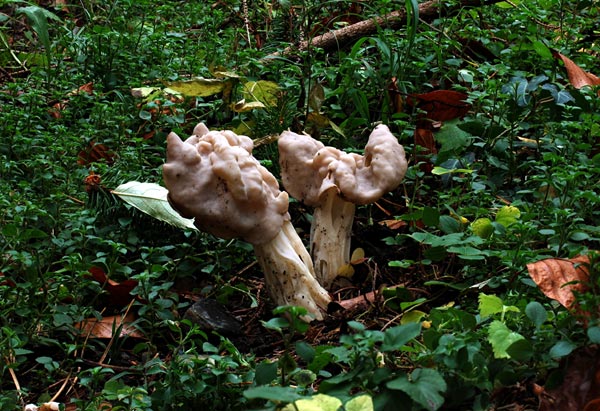 Herbstlorchel Herbstlorchel