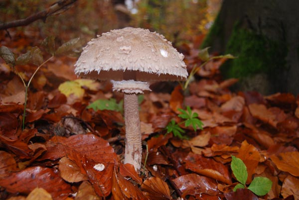 Parasol Parasol