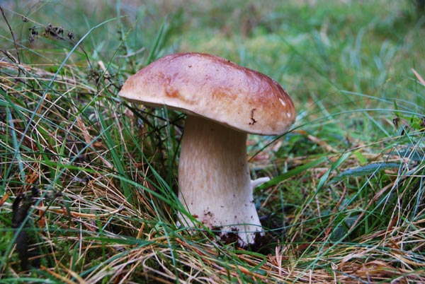 Steinpilz Steinpilz