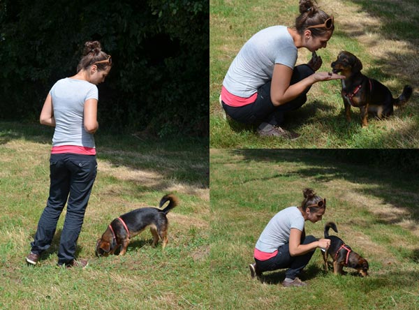 Hund und Halter werden ausgebildet