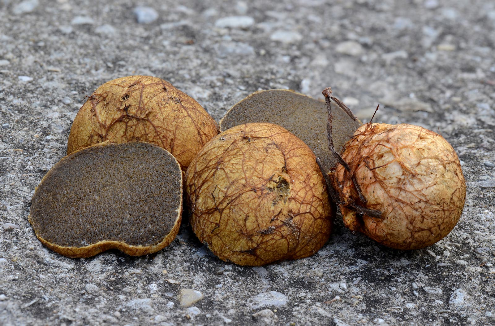 Gelbbräunliche Wurzeltrüffel (Rhizopogon luteolus) - Trüffel ...