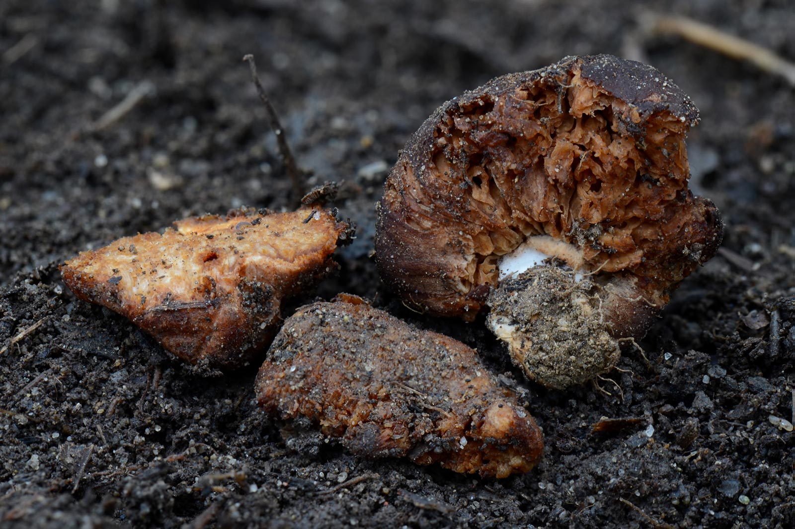 Dünnstieliger Mistpilzstäubling (Setchelliogaster tenuipes) - Trüffel ...