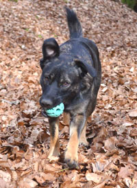 Auch ein Trüffelhund will spielen Belohnung muss sein !