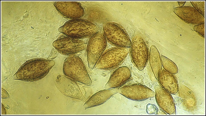 Hymenogaster1.jpg